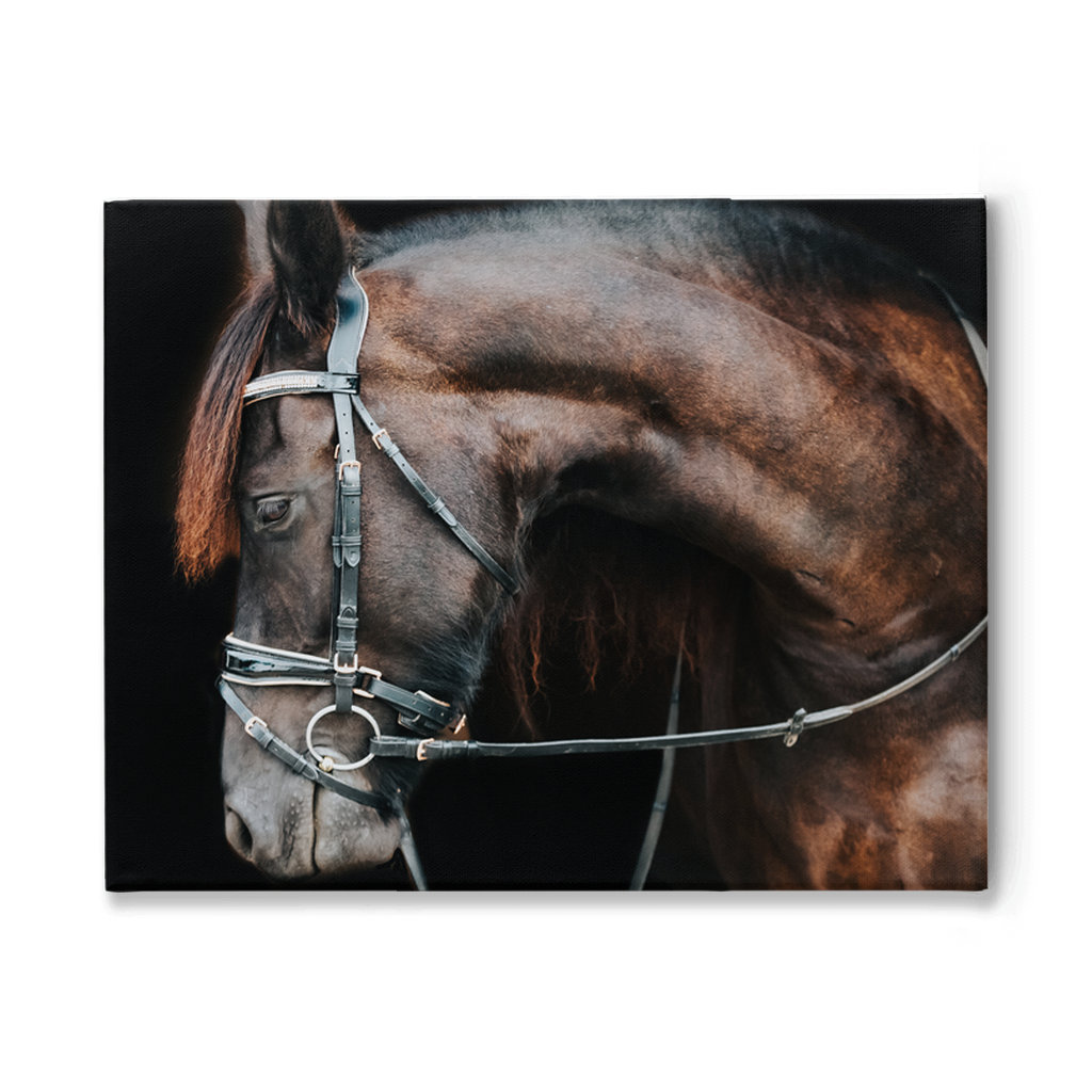 Regal Series 1, Stretched Canvas
