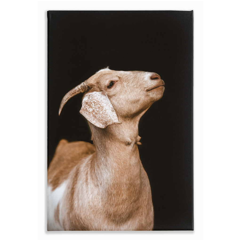Happy Goat Series 2, Stretched Canvas